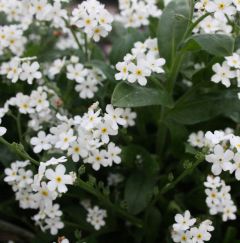 Myosotis palustris 'Ice Pearl'