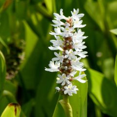 Herzblättriges Hechtkraut 'White Spike'