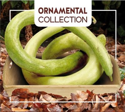 Buzzy Ornamental Kalebasse Italian Snake