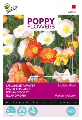Buzzy Poppy Flowers Islandmohn