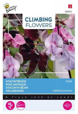 Buzzy Climbing Flowers, Dolichos lablab, Helmbohne Violet