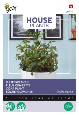 Buzzy House Plants Cuphea