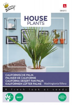 Buzzy House Plants Californian palm