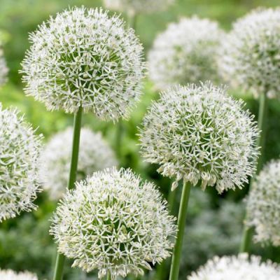 Allium 'Mount Everest' Zwiebeln x 50