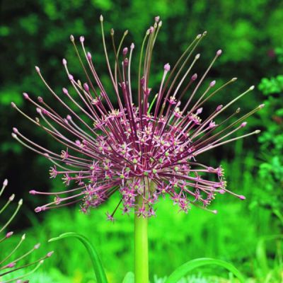 Allium schubertii Zwiebeln x 10