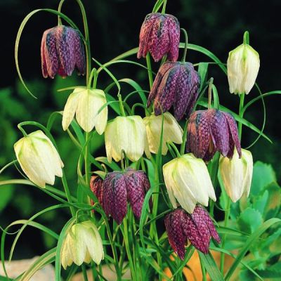 Fritillaria meleagris Zwiebeln x 10