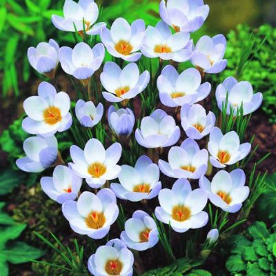 Crocus 'Blue Pearl' Zwiebeln x 50