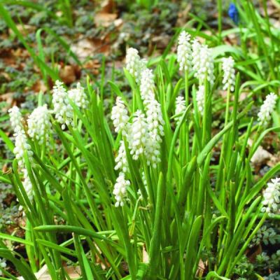 Muscari botryoides 'Album' Zwiebeln x 25