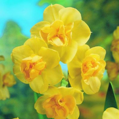 Narzisse 'Yellow Cheerfulness' Zwiebeln x 50