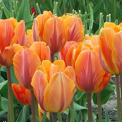 Tulpen 'Princess Irene' Zwiebeln x 50