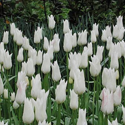 Tulpen 'White Triumphator' Zwiebeln x 50