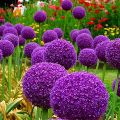 Allium giganteum Zwiebeln x 20