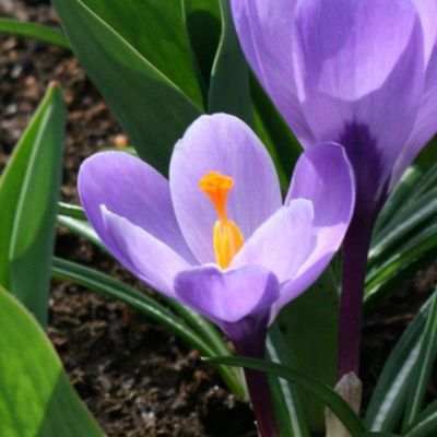 Crocus Mammouth 'Grand Maître' Zwiebeln x 50