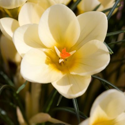 Crocus  ‘Cream Beauty' Zwiebeln x 50