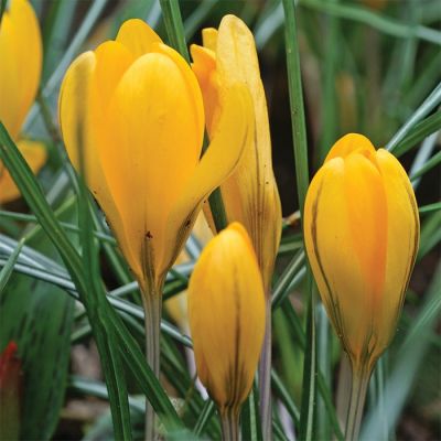 Krokus 'Golden Bunch' Zwieblen x 50 