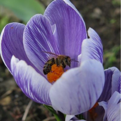 Crocus  ‘Pickwick' Zwiebeln x 50