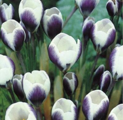 Crocus  ‘Prins Claus' Zwiebeln x 50