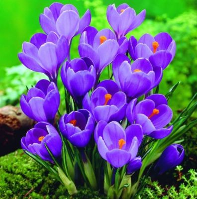 Crocus ‘Remmerbranche' Zwiebeln x 50