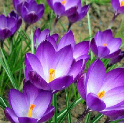 Crocus  ‘Ruby Giant' Zwiebeln x 50