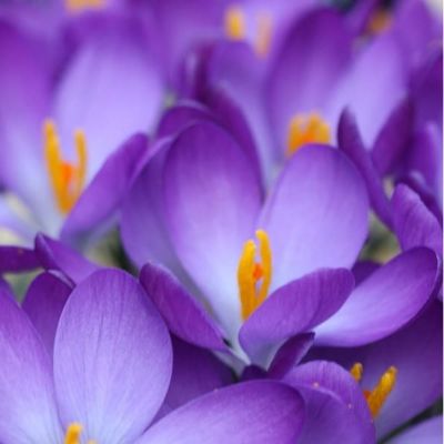 Crocus  ‘‘Whitewell Purple’ Zwiebeln x 50