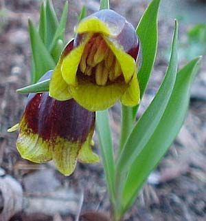 Fritillaria michailovskyi Zwiebeln x 10