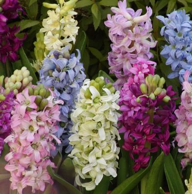 Hyazinthe 'Gemischte Farben' Zwiebeln x 25