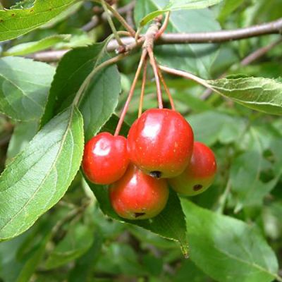 Zierapfel 'Red Sentinel'