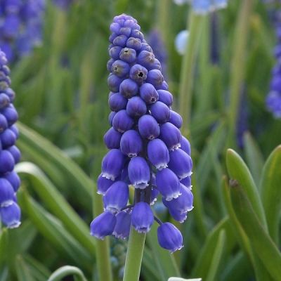 Muscari armeniacum Zwiebeln x 25