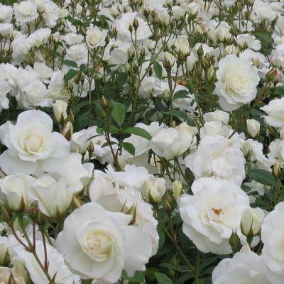 Rosa 'Bouquet blanc'
