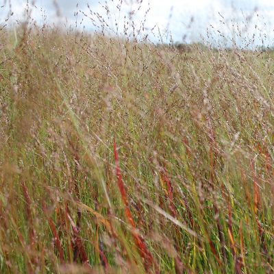 Ruten Hirse ‘Rotstrahlbusch’