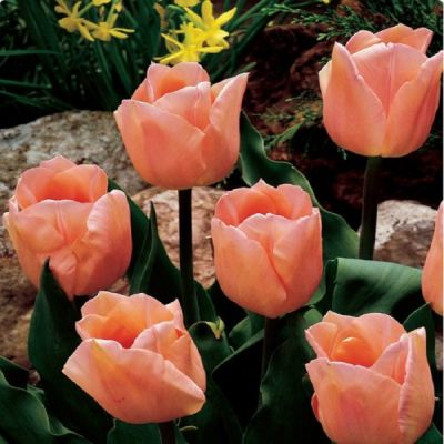 Tulpen 'Apricot Beauty' Zwiebeln x 50