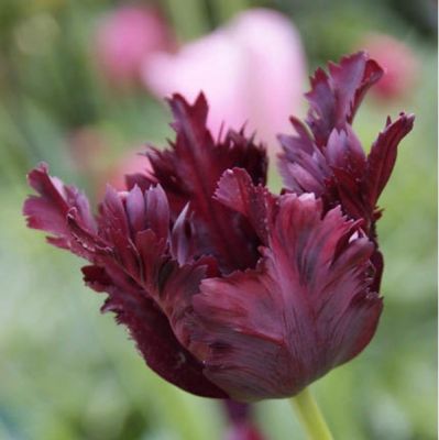 Tulpen 'Black Parrot' Zwiebeln x 50