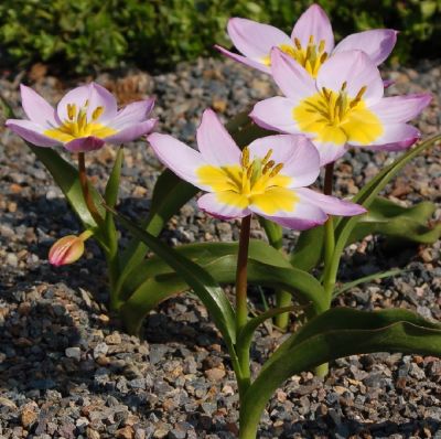 Tulpen 'Lilac Wonder' Zwiebeln x 50