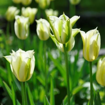 Tulpen 'Spring Green' Zwiebeln x 50