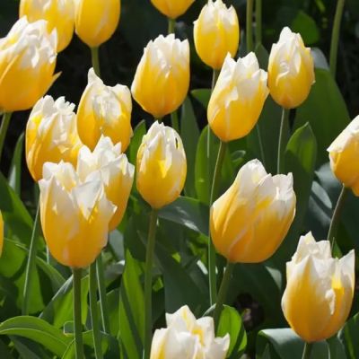 Tulpen 'Sweetheart' Zwiebeln x 50