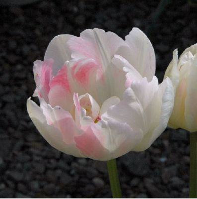 Tulpen 'Angelique' Zwiebeln x 50