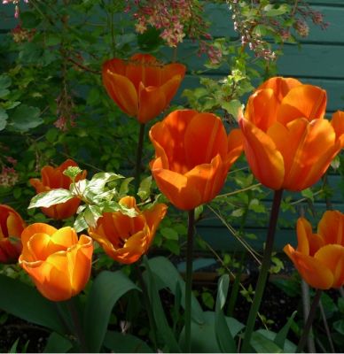 Tulpen 'Annie Schilder' Zwiebeln x 50