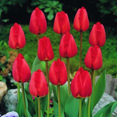 Tulpen 'Toronto' Zwiebeln x 100