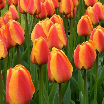 Tulpen 'Apeldoorn' Zwiebeln x 50