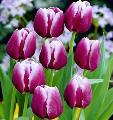 Tulpen 'Arabian Mystery' Zwiebeln x 50