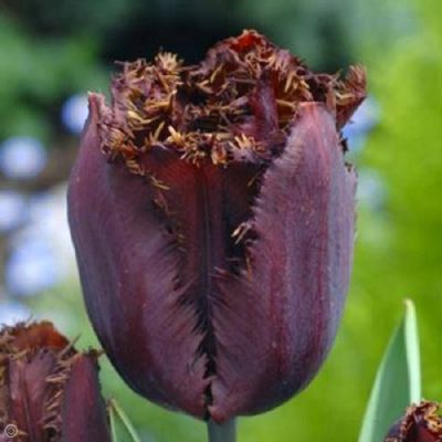 Tulpen 'Black Jewel' Zwiebeln x 50