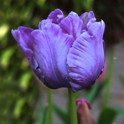 Tulpen 'Blue Parrot' Zwiebeln x 50