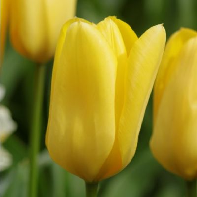 Tulpen 'Candela' Zwiebeln x 50