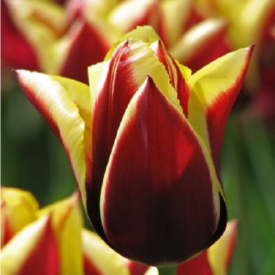 Tulpen 'Gavota' Zwiebeln x 50