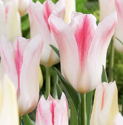 Tulpen 'Holland Chic' Zwiebeln x 50