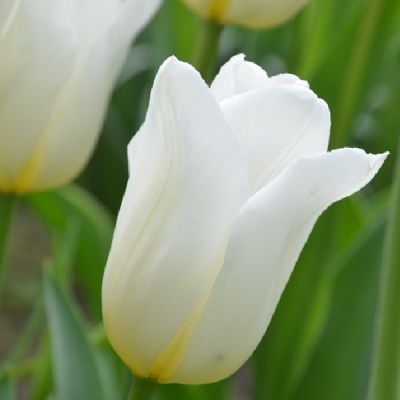 Tulpen 'Inzell' Zwiebeln x 50