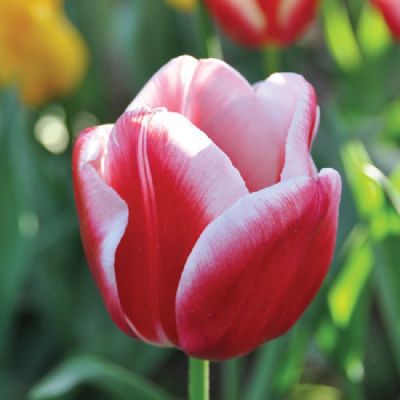 Tulpen 'Leen Van Der Mark' Zwiebeln x 50