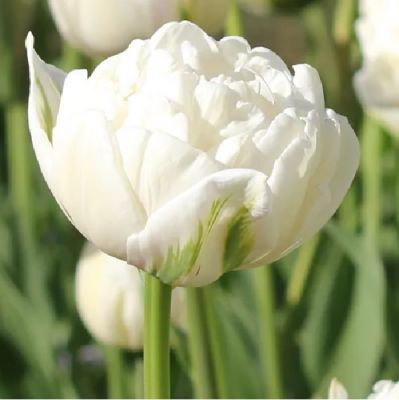 Tulpen 'Mount Tacoma' Zwiebeln x 50