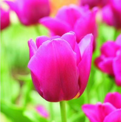 Tulpen 'Negrita' Zwiebeln x 50