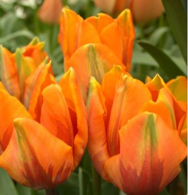 Tulpen 'Orange Emperor' Zwiebeln x 50